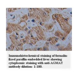AGMAT Antibody