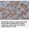 AGMAT Antibody