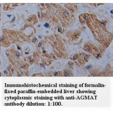 AGMAT Antibody