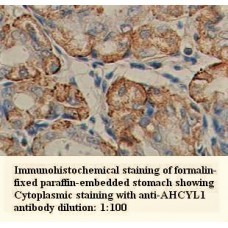 AHCYL1 Antibody