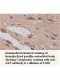 AK5 Antibody