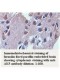 AK5 Antibody