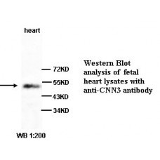 CNN3 Antibody