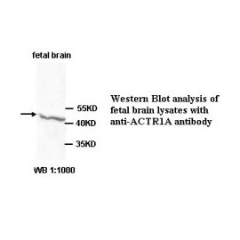 ACTR1A Antibody