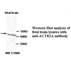 ACTR1A Antibody