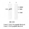 AIFM1 Antibody