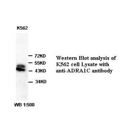ADRA1C Antibody