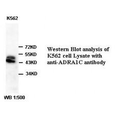 ADRA1C Antibody