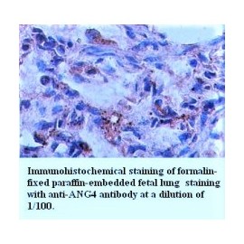 ANG4 Antibody