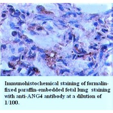 ANG4 Antibody