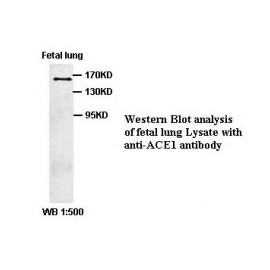 ACE1 Antibody