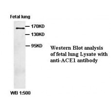 ACE1 Antibody