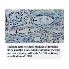 APEX2 Antibody