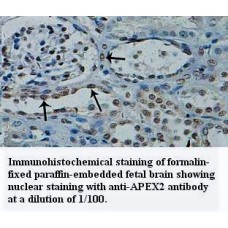 APEX2 Antibody