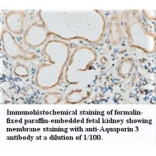 Aquaporin3 Antibody