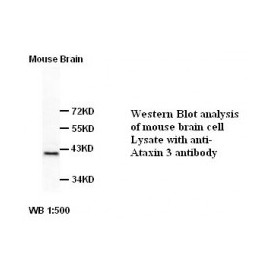 Ataxin-3 Antibody