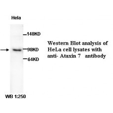 Ataxin-7 Antibody