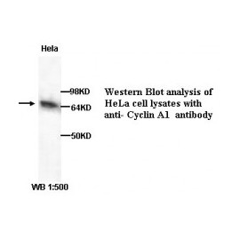 Cyclin-A1 Antibody