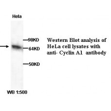 Cyclin-A1 Antibody