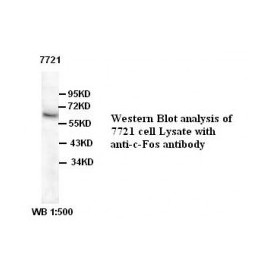C-Fos Antibody