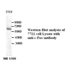 C-Fos Antibody