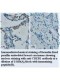 CREB1 Antibody