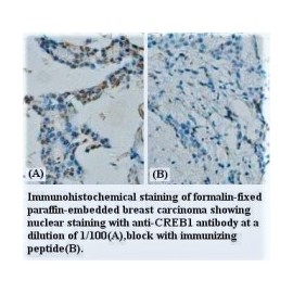 CREB1 Antibody