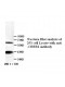 CREB1 Antibody