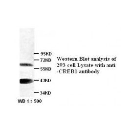 CREB1 Antibody