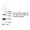 CREB1 Antibody
