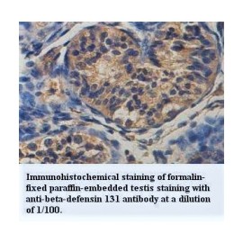 Beta-defensin 131 Antibody