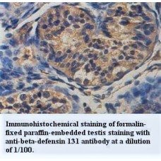 Beta-defensin 131 Antibody