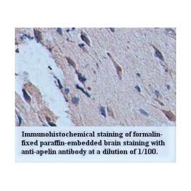 Apelin Antibody