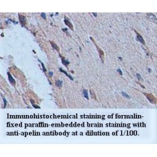Apelin Antibody