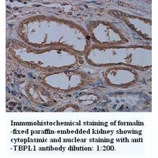 TBPL1 Antibody