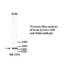 BDNF Antibody