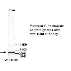 BDNF Antibody