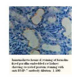 BMP-7 Antibody