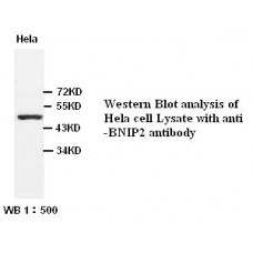 BNIP2 Antibody