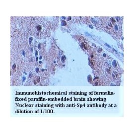 Sp4 Antibody