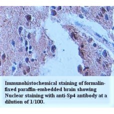 Sp4 Antibody