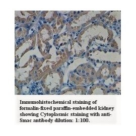 Smac/DIABLO Antibody