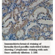 Smac/DIABLO Antibody