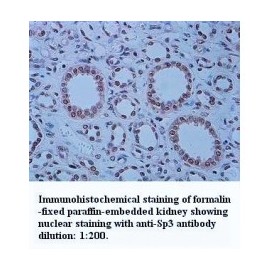 Sp3 Antibody