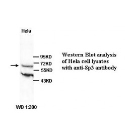 Sp3 Antibody