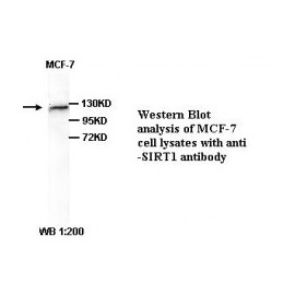 SIRT1 Antibody
