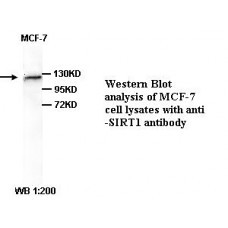 SIRT1 Antibody
