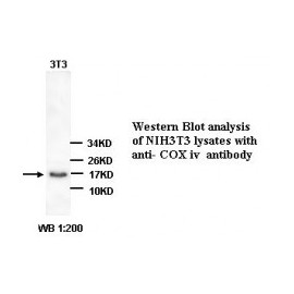 COX Iv Antibody