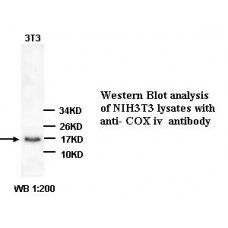 COX Iv Antibody
