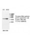 CCNA2 Antibody